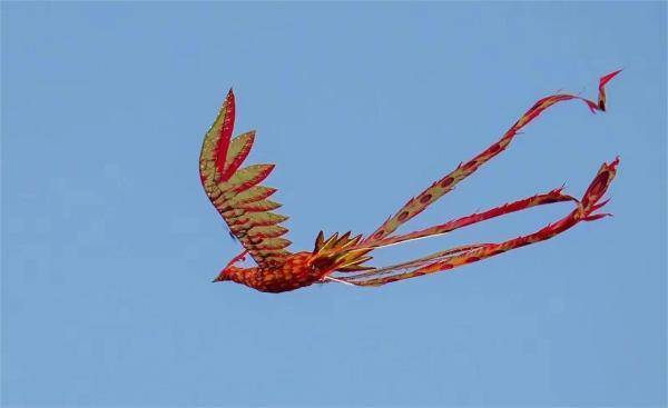 夜光风筝随夜幕降临乘风而起,与龙凤造型无人机风筝交织出一幅壮观的