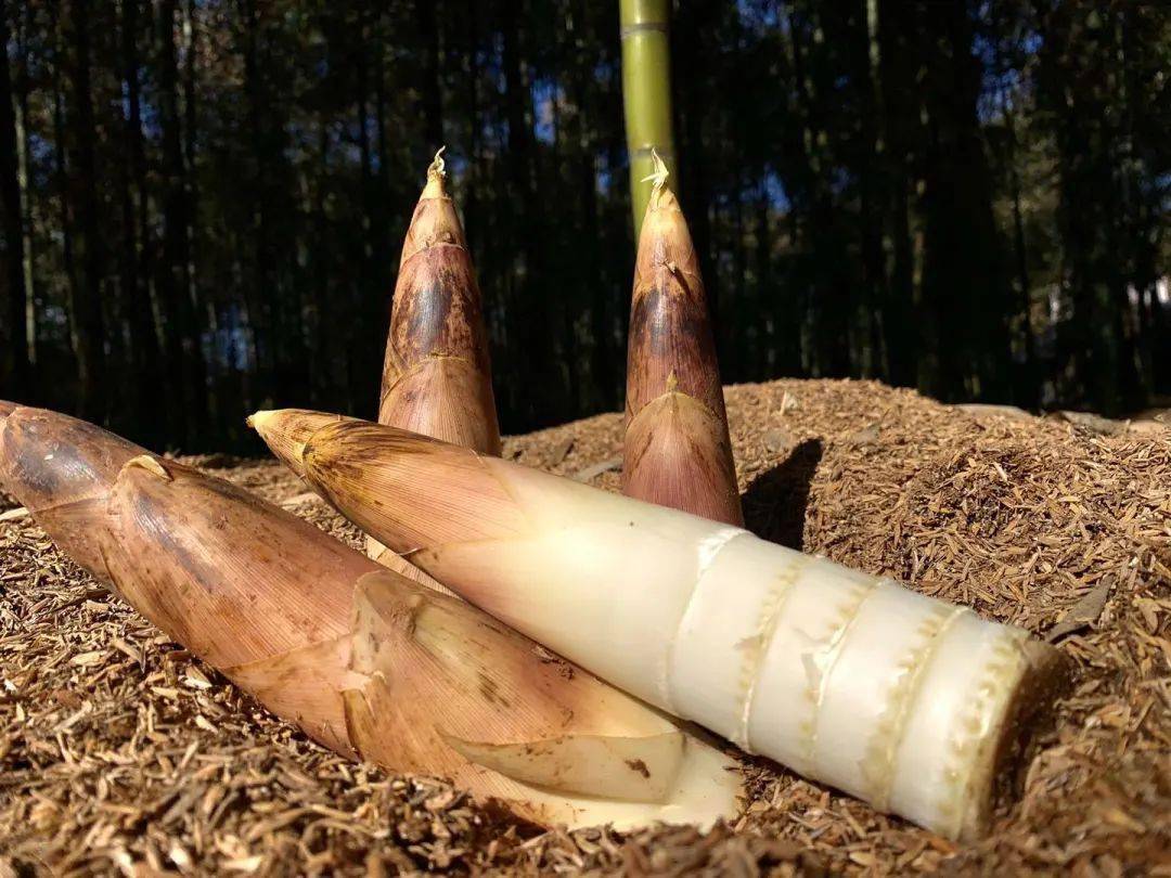 鲜甜脆嫩的春笋上市啦笋炒肉腌笃鲜油焖笋直接馋哭隔壁家小孩