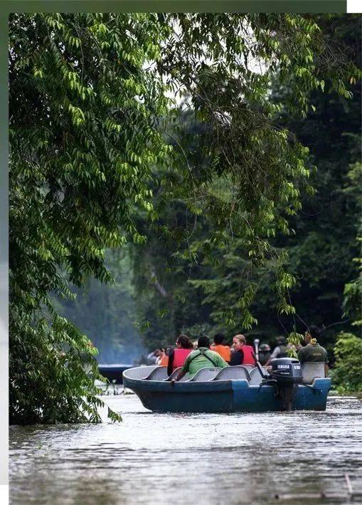 世界第三大岛屿婆罗洲,没有四季之分,终年高温湿热,多元而复合的生境