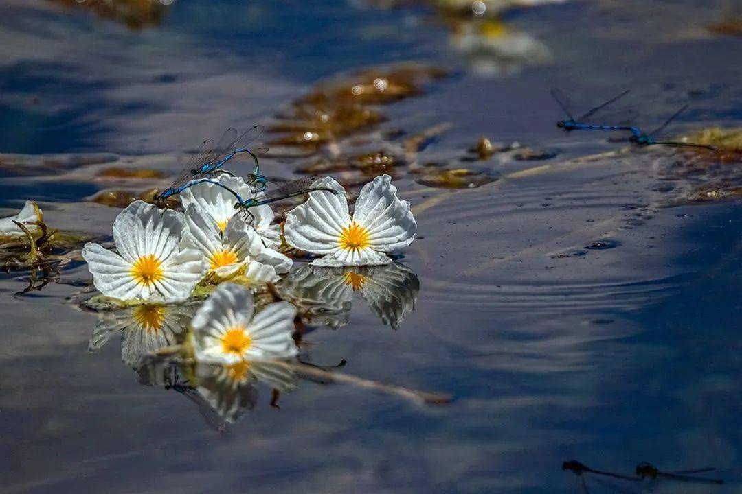 泸沽湖的水性杨花美爆了网友糟糕这是心动的感觉