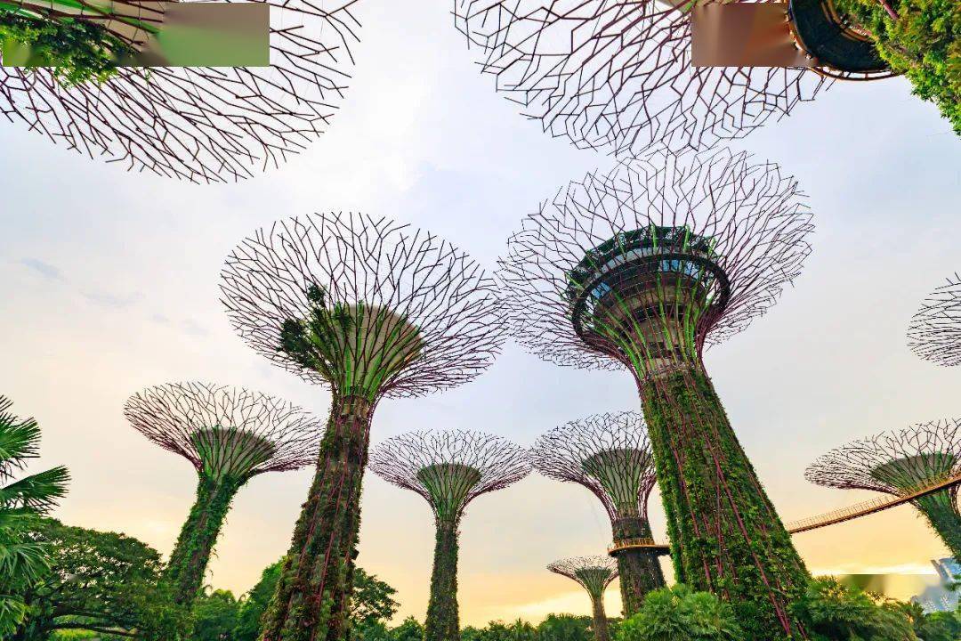 两大植物冷室花穹(flower dome)和云雾林(cloud forest),是这里不可