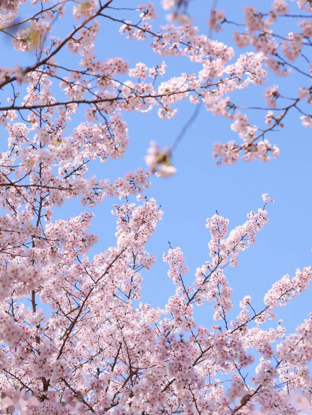 就在宝山2024上海樱花节即将启幕这份赏樱全攻略来啦