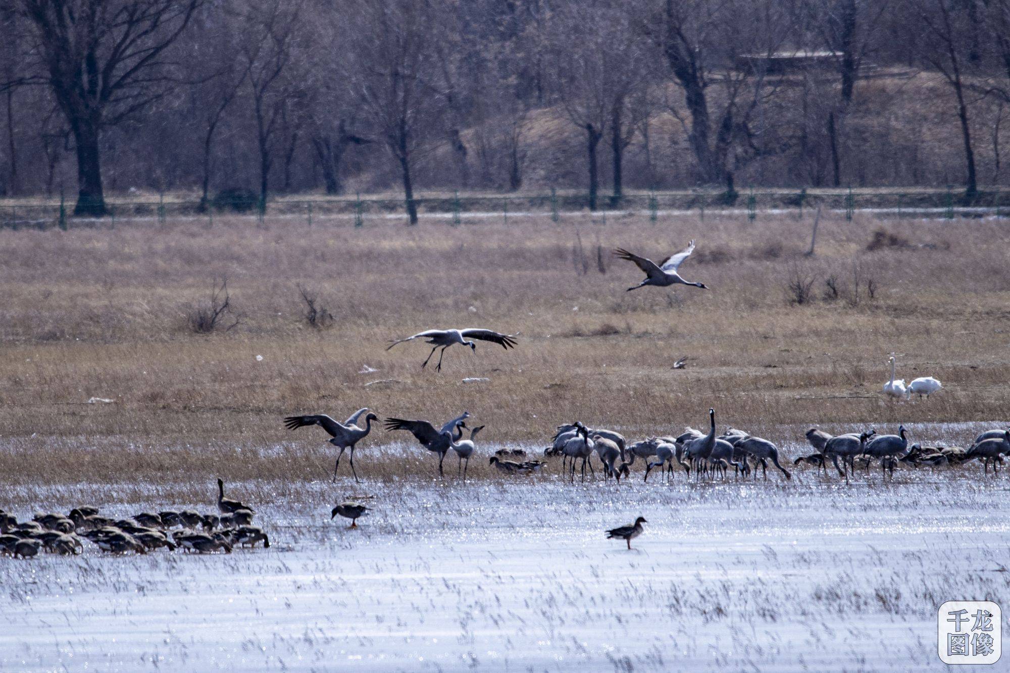 大批候鸟飞抵野鸭湖北京延庆将迎春季迁徙高峰