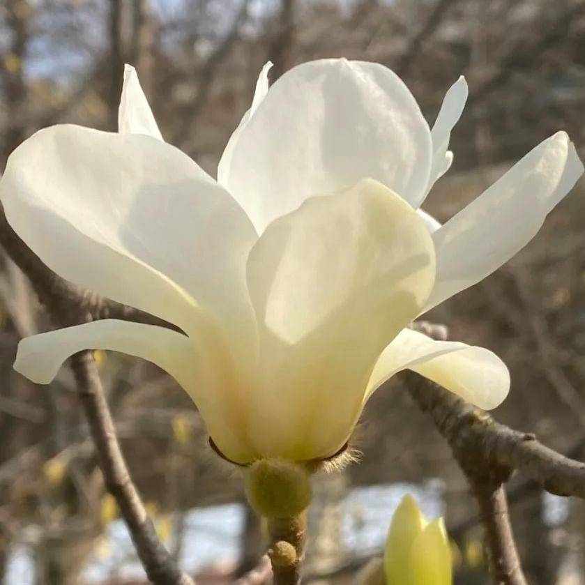 【探索】去哪里赏?怎么赏?关于市花白玉兰,看这一篇就够了→_上海_马