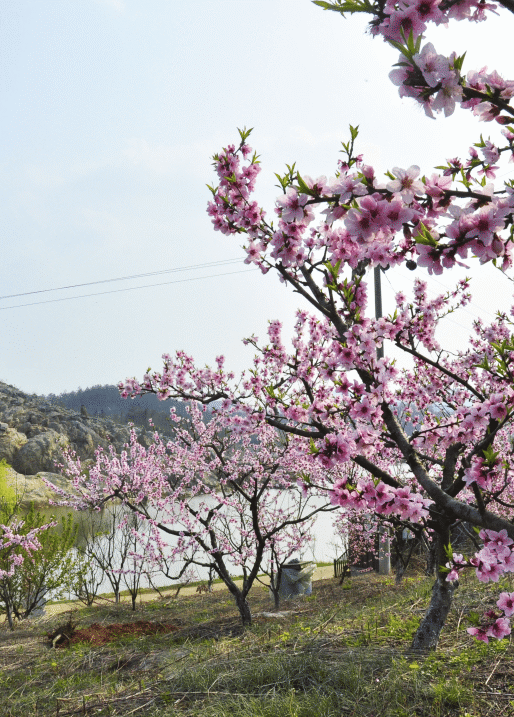 唐县镇华宝山村—枣树坞民宿—唐盛园—东沟农庄—华宝人家桃之夭夭