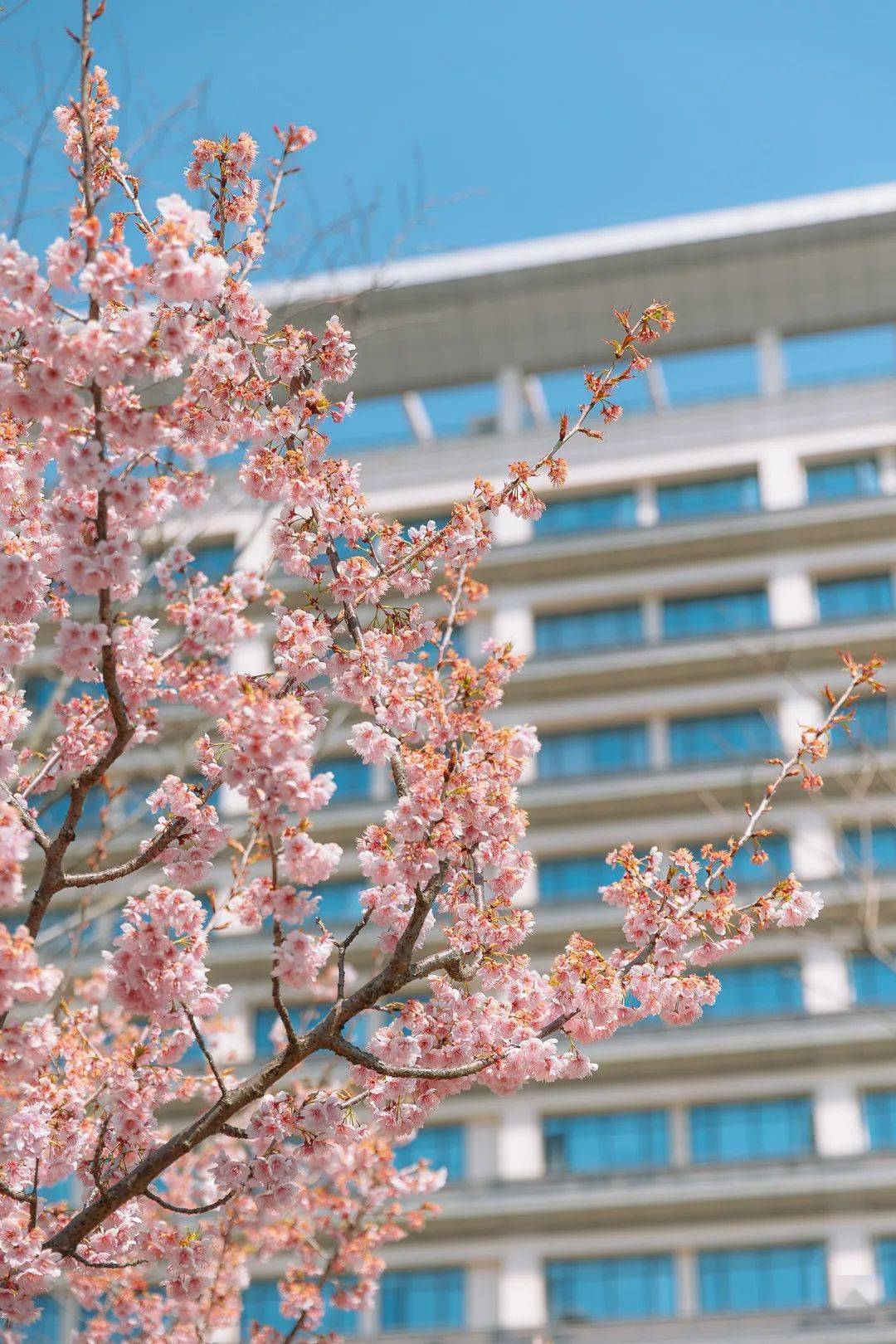 普陀沈院-沈院的樱花多了一份古韵悠扬推开老式的木门樱花洒落有抑种