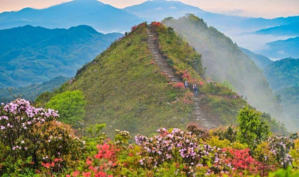 旅游走来去永安这些地方赏花去