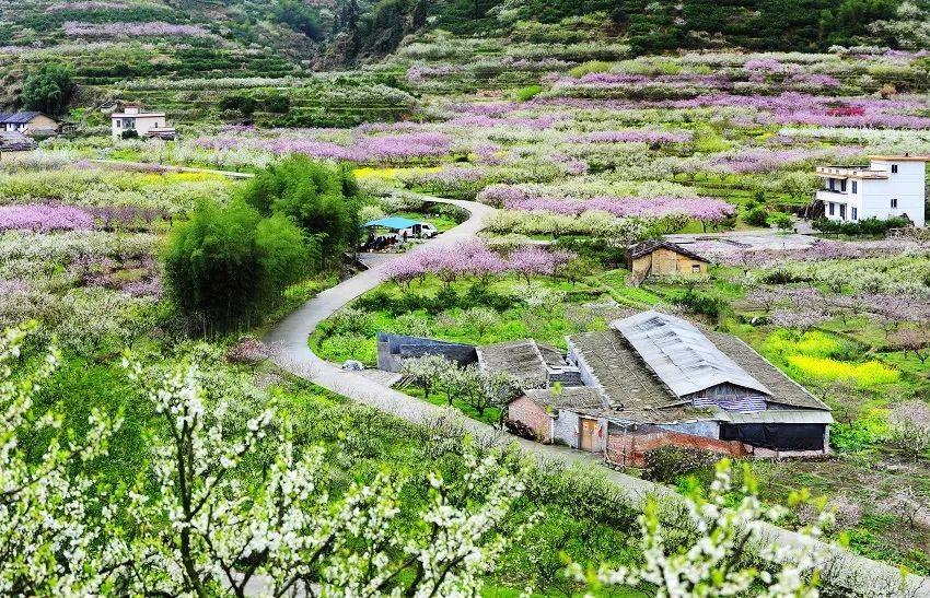 韶关九峰山桃花图片