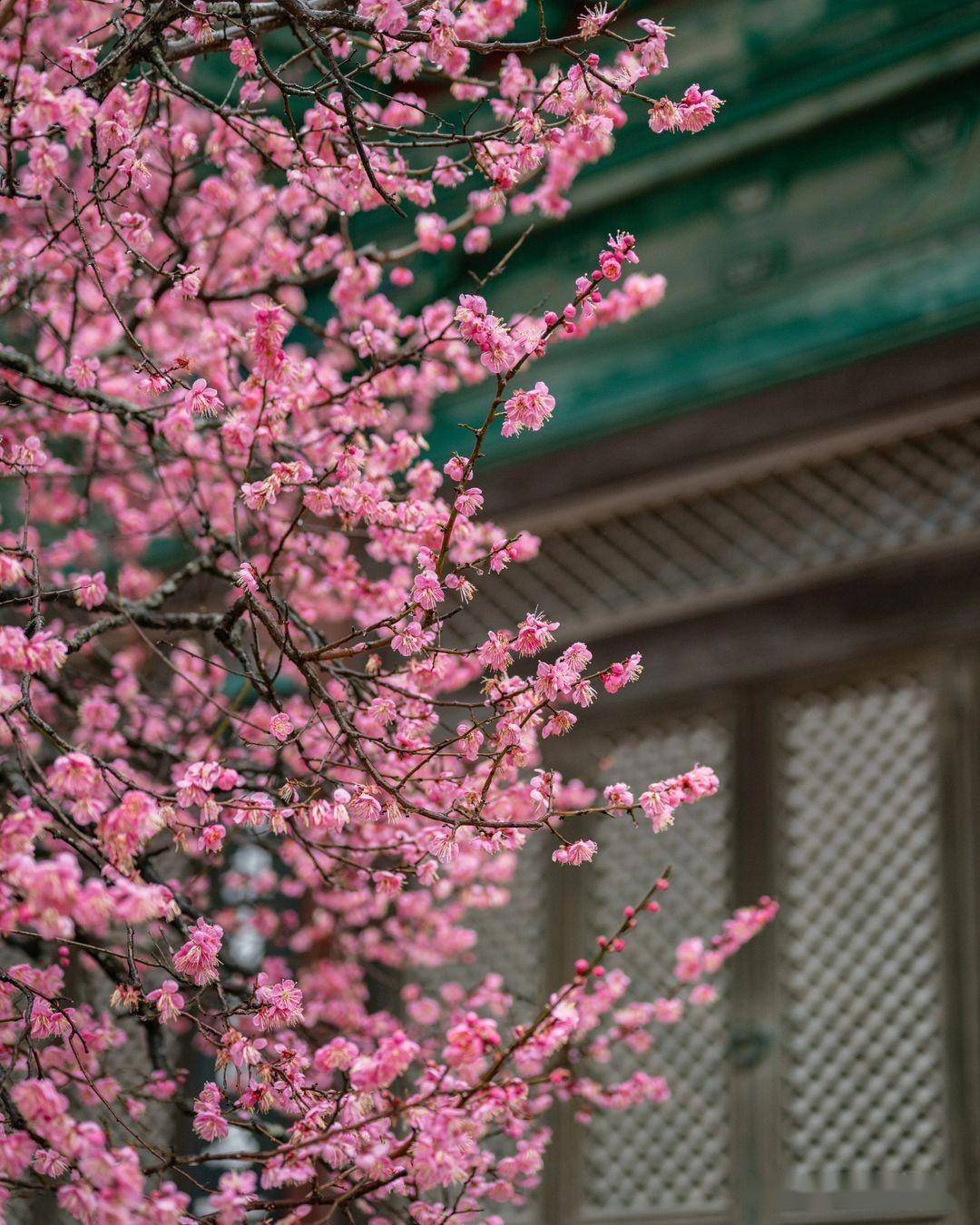 春季花朵摄影技巧8个,拍美花朵很容易_背景_画面_照片