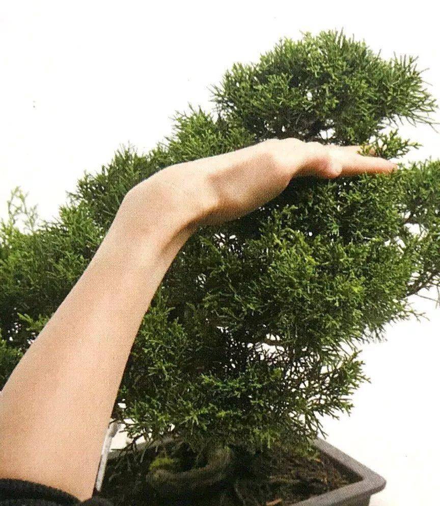 像手里拿着照片一样,在开始定枝修剪之前就确定好需要缩枝剪叶的程度