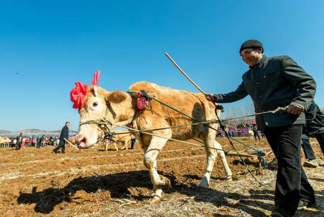 结婚烧犁铧图片