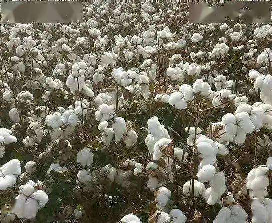 新疆棉花生产发展中的品质问题及其提升策略