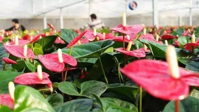 红掌花枯萎了怎么办花友别着急很简单6个方法就轻松救回