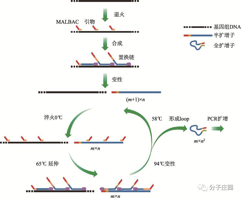 全基因组扩增技术整理