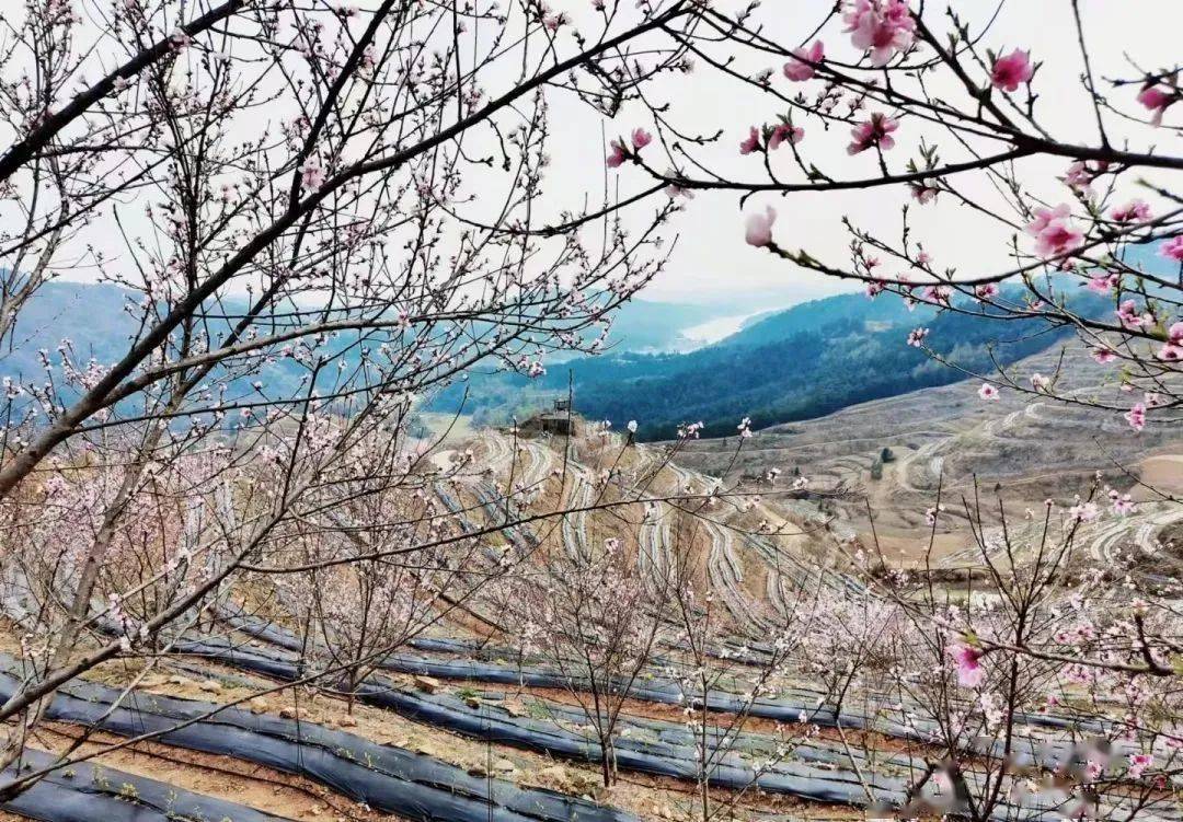 鼎茶花園地址 | 五腦山國家森林公園門票 | 30元五腦山景區推薦觀賞點