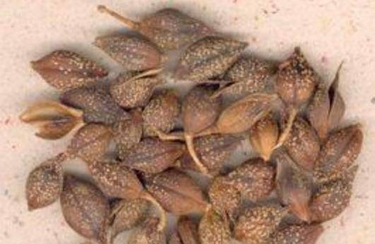 连翘:我非迎春,春由我迎_岐伯_功效_中药材