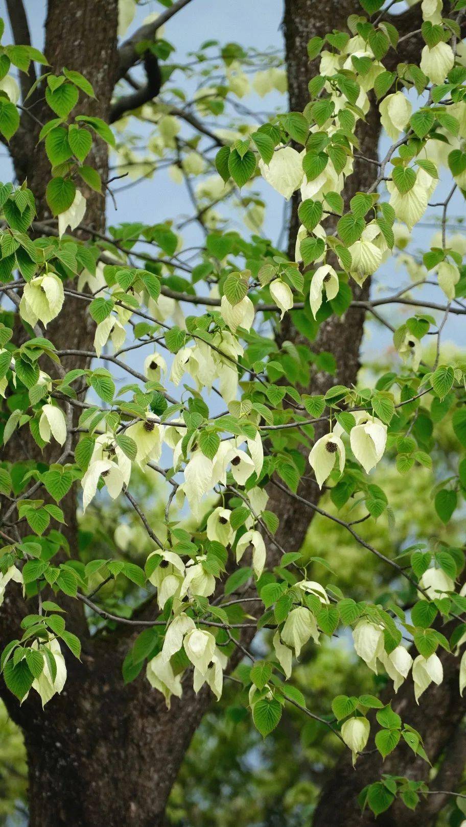 峨眉山月南花海简介图片