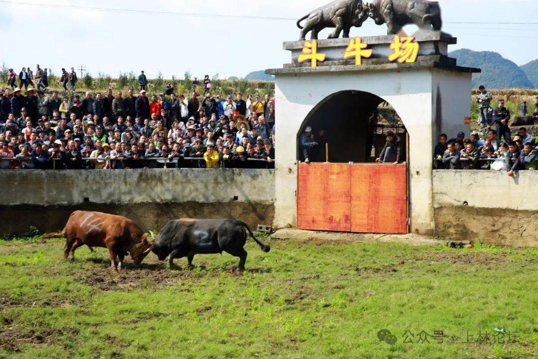 燃爆了!今天(二月二)上林木山乡卢於春社民俗活动现场人山人海
