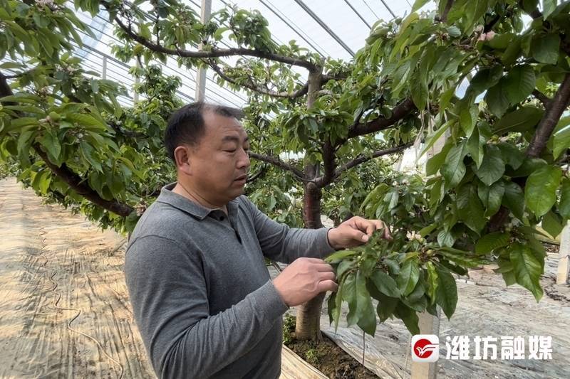 村村有好戏小樱桃种出幸福生活