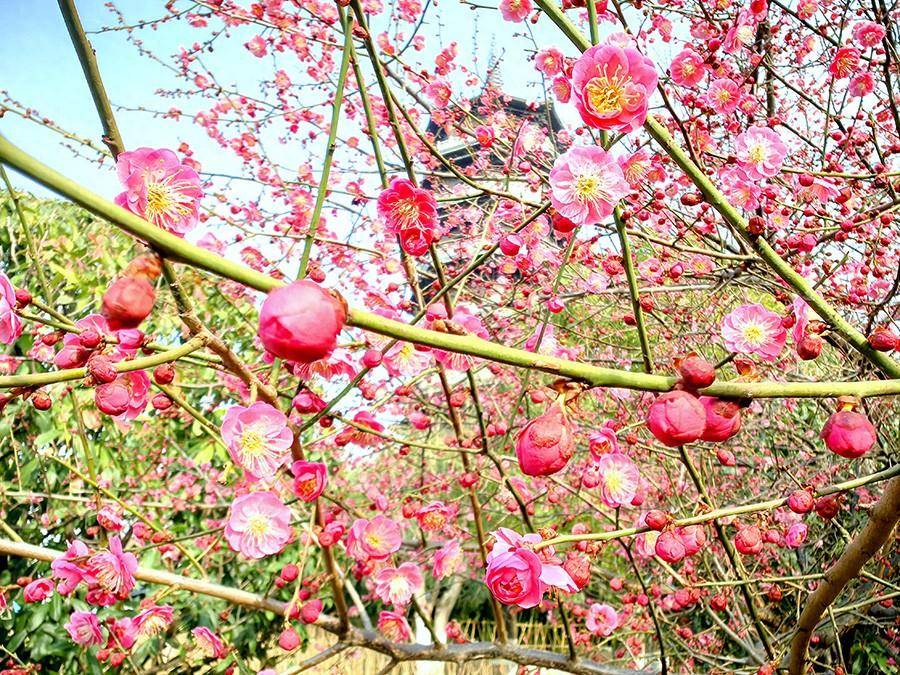 徐庆供图红梅盛开.徐庆供图红梅盛开.徐庆供图红梅盛开.