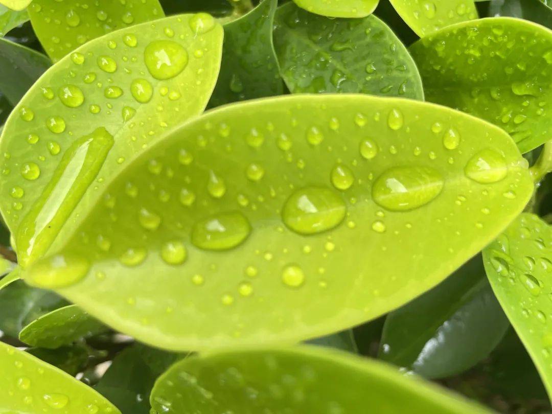 在柔柔的春风里倾听树液流淌的欢快声音,在和煦的阳光下俯看小草钻出