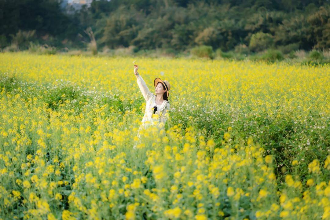 杨梅大坝油菜花 图/小红书@唐影视界玉林油菜花地图兴业县百八大垌