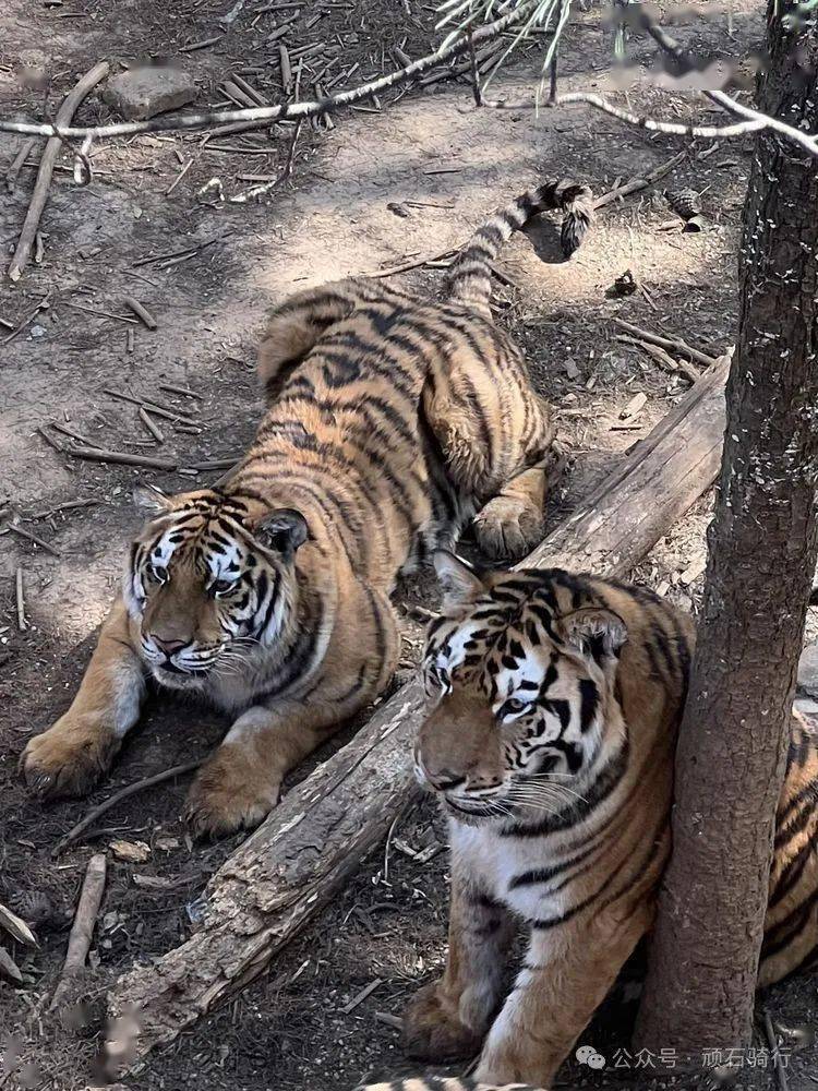云南野生动物园樱花季