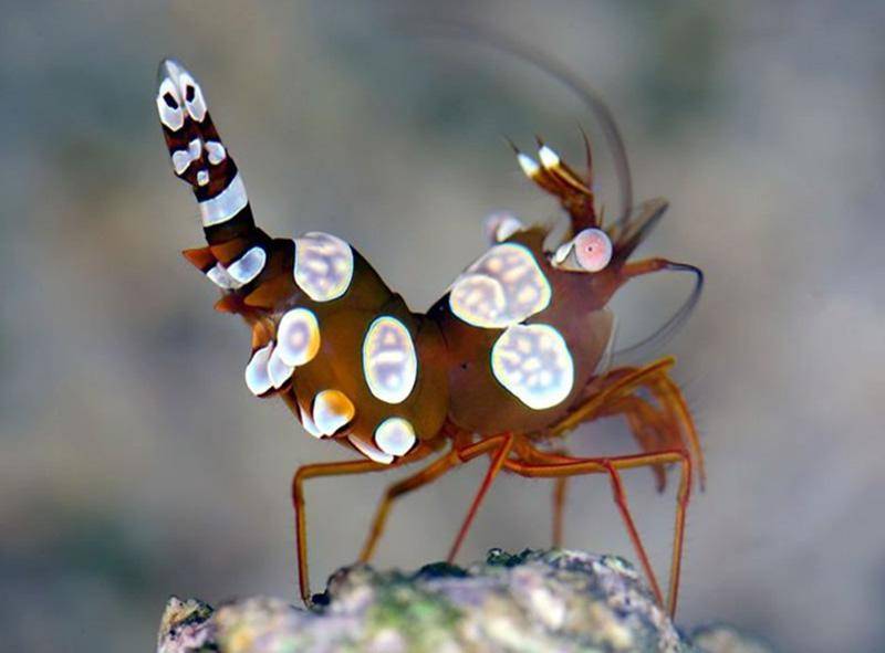 海葵虾:珊瑚礁中的小精灵