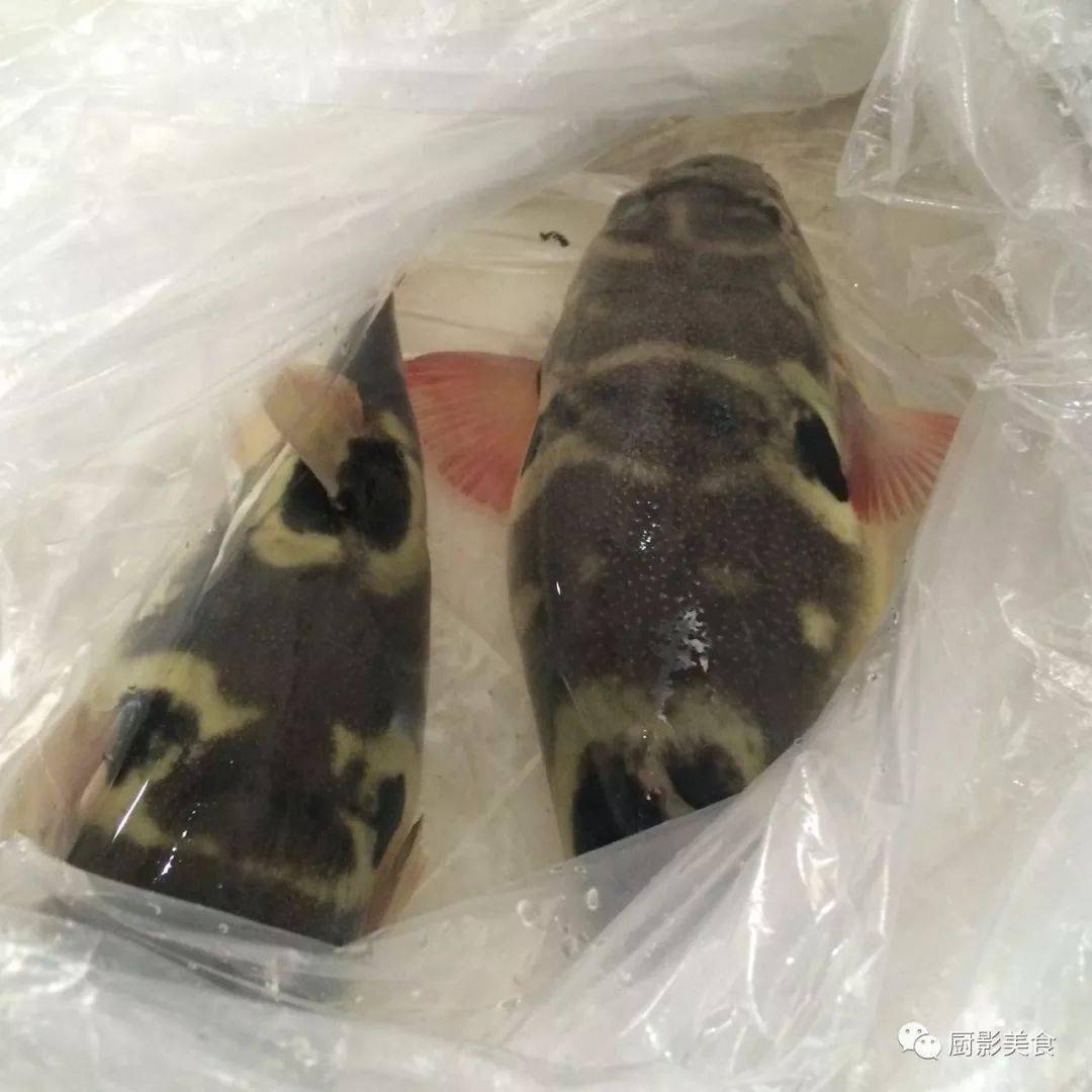 河豚已到最毒时