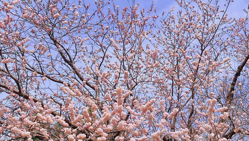 请收好这份山东花事地图_来源_济南_樱花