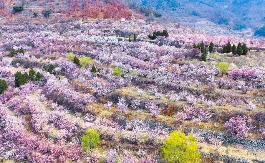 请收好这份山东花事地图_来源_济南_樱花