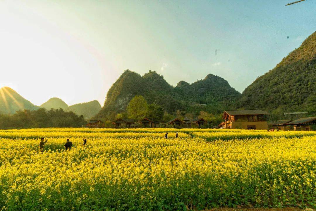 柳州油菜花景点在哪里图片