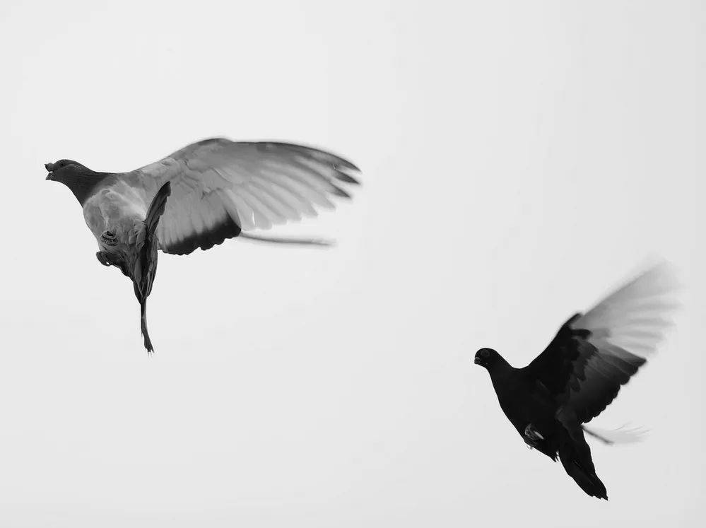 述真情再起航中国摄影报2024vivo影像加月度手机摄影作品征集