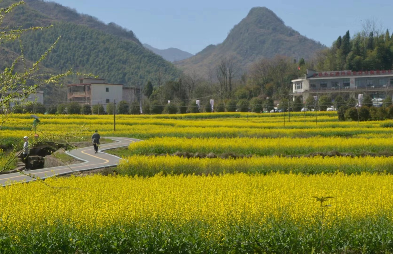 咸安多条赏花路线来了_咸安区_大幕乡_活动