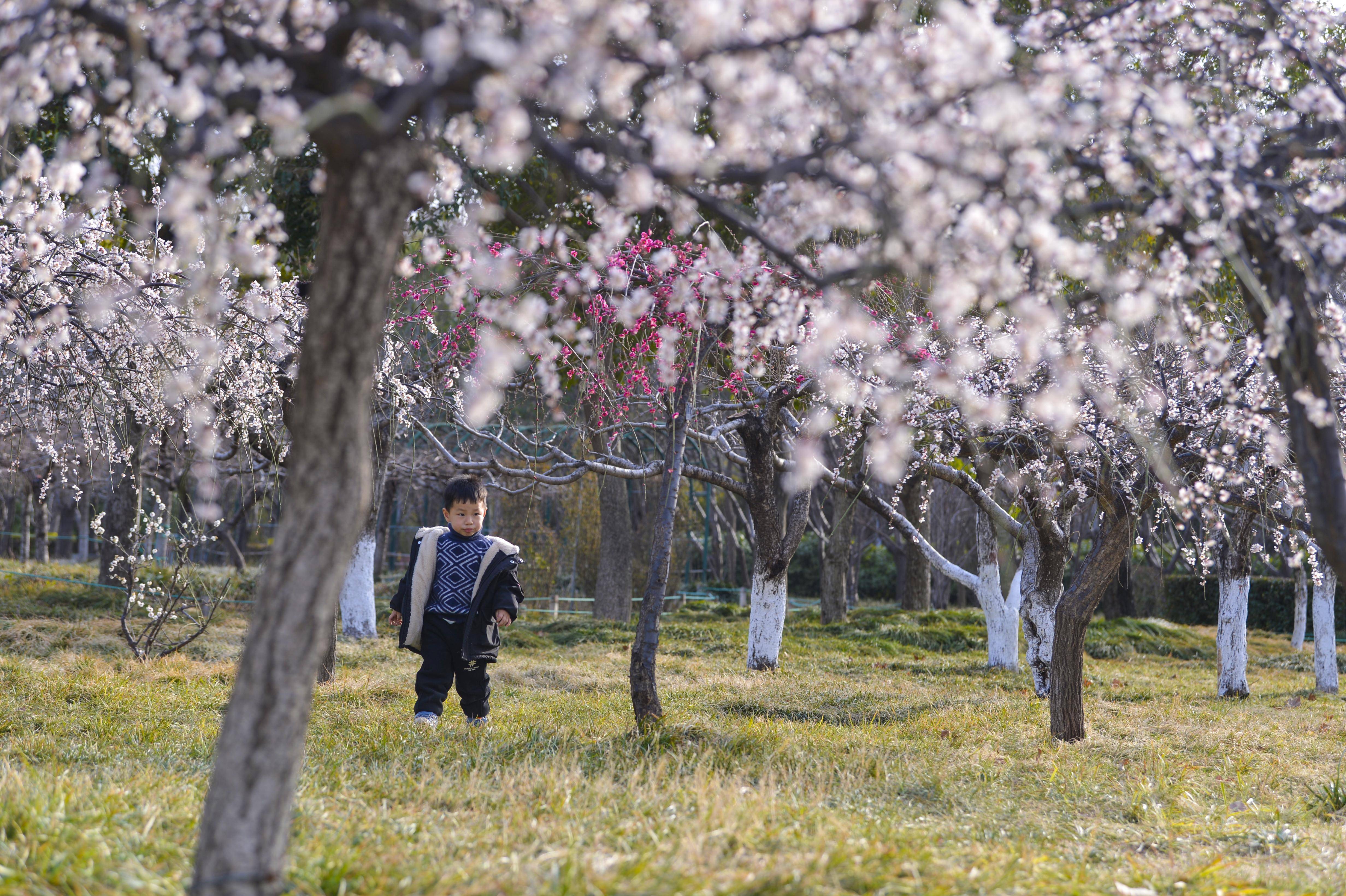 郑州植物园春色满园市民踏青赏花忙