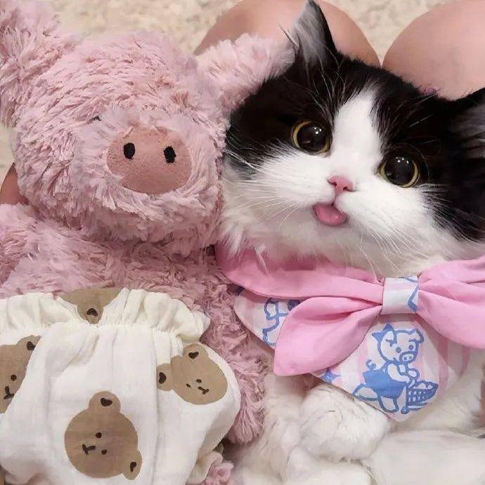 头像| 323038 38363534奶牛猫_男女_来自_网络