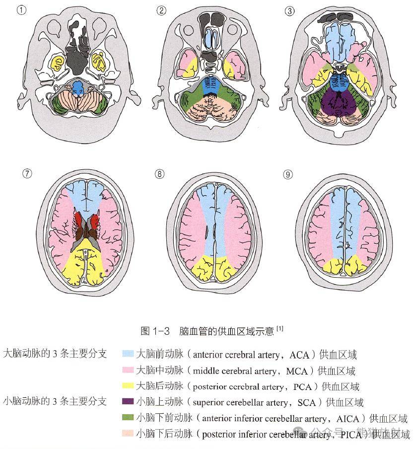 脑血管的供血区域与脑叶的分布