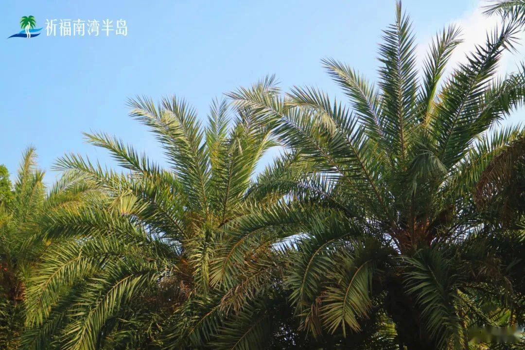 棕榈科,霸王棕属常绿乔木,霸王棕高大壮观,生长迅速,叶片巨大,呈蓝