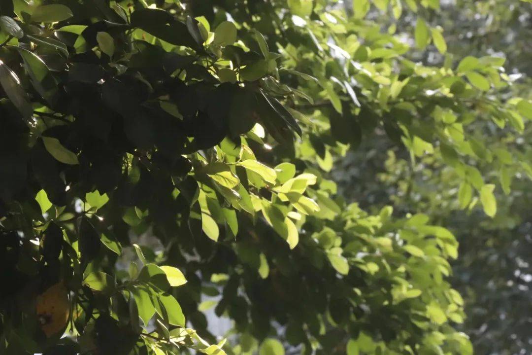 d.小叶朴b.仙草c.铁东青a.白蝴蝶1,正确答案是____?