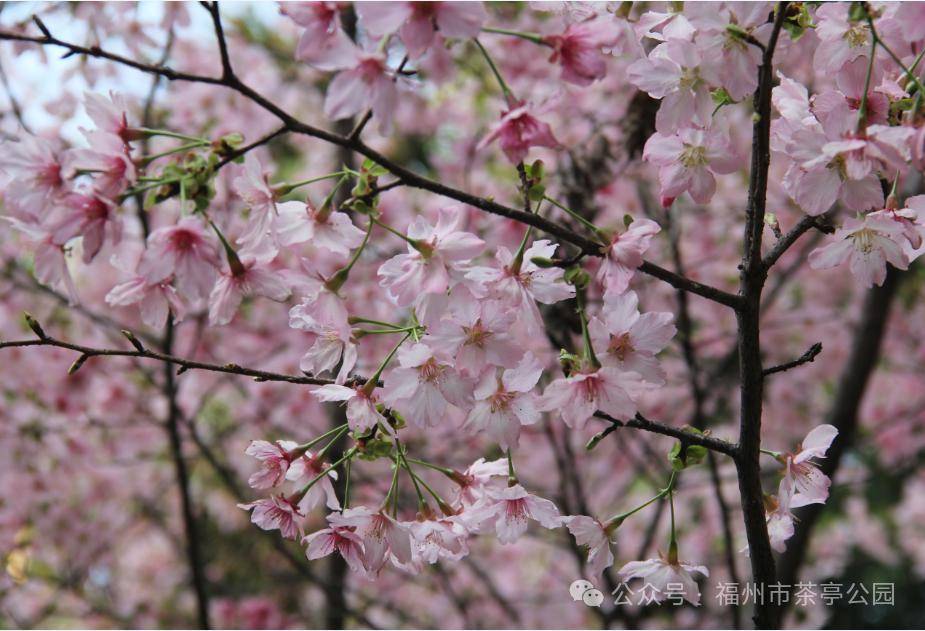 除此青绿,也爱粉樱_樱花_福州_茶亭公园