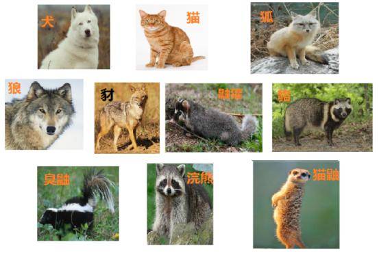 被哪些动物咬了不需要打狂犬疫苗关于狂犬病的十个真相