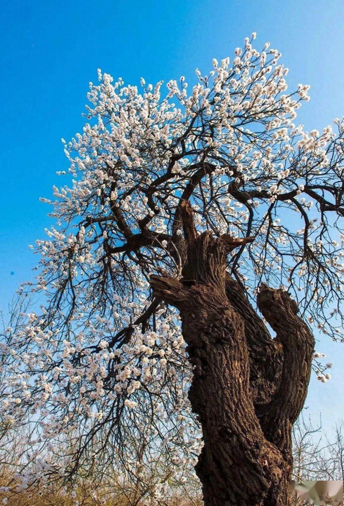 老家许昌往事 村东头的老杏树