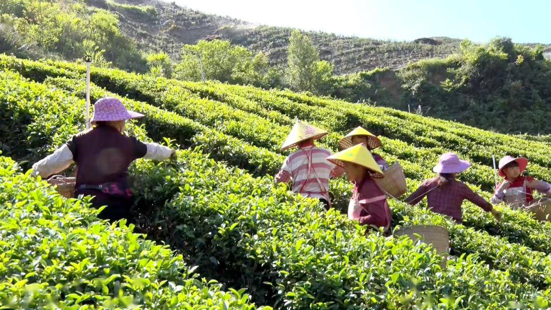 百千万工程回顾推进绿美新会建设打造人与自然和谐共生的新会样板