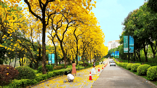 你知道祈福南湾半岛有多少种树吗?