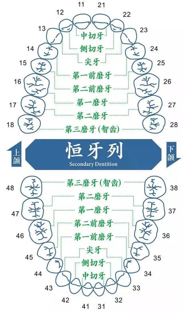 牙1234象限分区图片