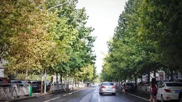 缘何法桐满郑州4500岁古树也在这儿