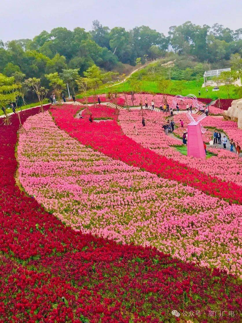 厦门海上五月花图片