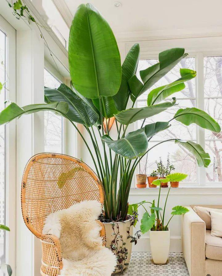 花店必备网红植物,你养了几款?_指数_叶子大_花艺