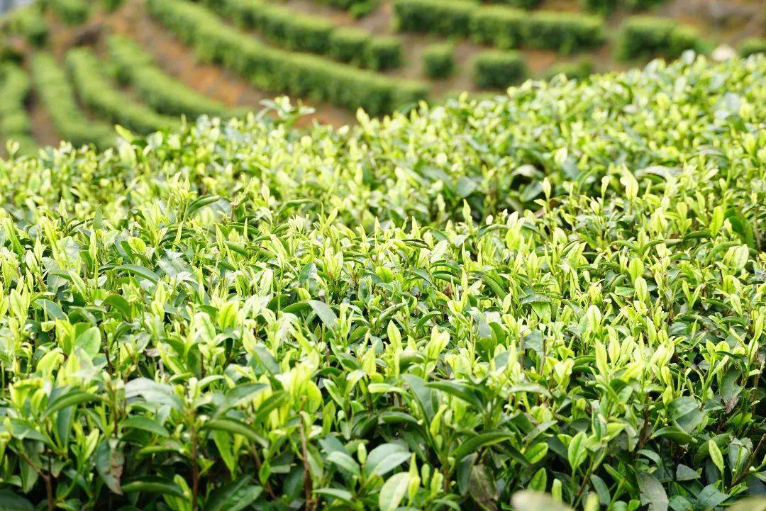 只此青绿,莫负茶园好光景