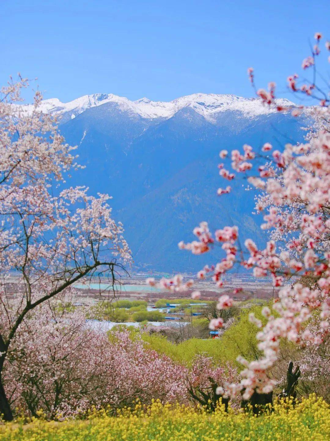 3月国内绝美赏花地推荐美到窒息